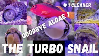 Everything I Know About Turbo Snails 1 Cleaner  Goodbye algae  Reef safe [upl. by Javed]