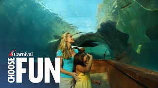 Discover Atlantis in Nassau Bahamas  Carnival Shore Excursions  Carnival Cruise Line [upl. by Bondie]