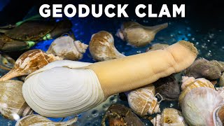 Geoduck Clam [upl. by Neille]