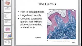 Anatomy Exam 1 Review Chapters 46 [upl. by Lambrecht]