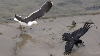 Cornwall  Raven vs Seagulls food fight  UK Wildlife  Great Black Backed Gull [upl. by Anegue]