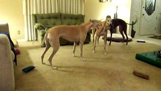 Greyhounds playing [upl. by Lennon]