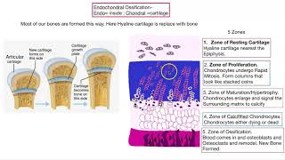 Osteogenesis Bone formation [upl. by Yerrok52]