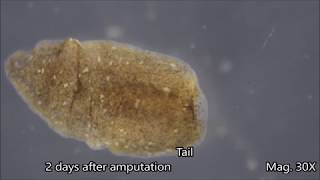 Planaria Regeneration Timelapse [upl. by Niamrahc]