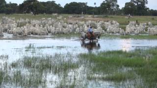 Filme  PANTANAL [upl. by Micah]