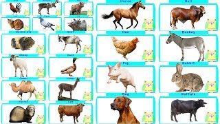 domestic animals and birds names for kids [upl. by Onabru]