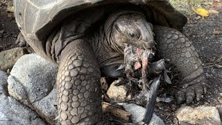 The SlowMo Hunt Tortoise v Bird [upl. by Ynnhoj746]