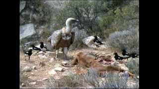 THE GRIFFON VULTURE [upl. by Monti]