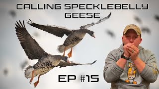 Calling Specklebelly Geese  EP 15 Field Facts with Forrest [upl. by Camala733]