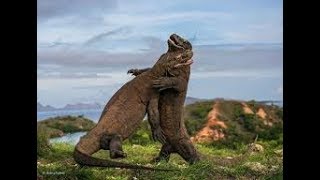 NatGeo Wild  Wild Indonesia Secret Komodo Dragon [upl. by Llertnom]