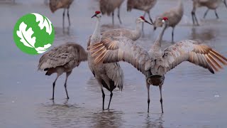 The Great Migration Sandhill Cranes in Nebraska [upl. by Lesly]