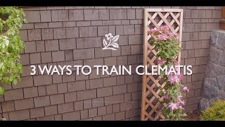 How To Train Clematis [upl. by Nylrahc]