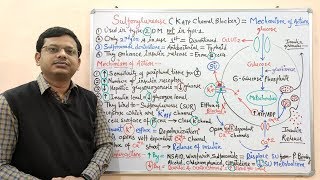 Diabetes Mellitus Part10 Mechanism of Action of Sulfonylurease  Antidiabetic Drugs  Diabetes [upl. by Eidnyl981]