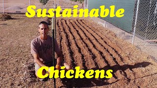 Grow Your Own Chicken Feed Sustainable Chickens [upl. by Cleavland670]