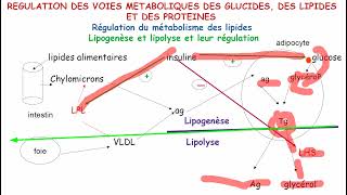 Régulation du métabolisme des lipides [upl. by Emlen]