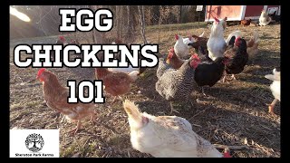 Beginners Guide To Egg Laying Chickens  Egg Chickens 101 [upl. by Sadella]