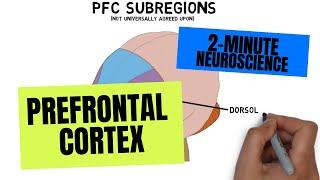 2Minute Neuroscience Prefrontal Cortex [upl. by Doone498]