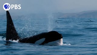 How Orcas Hunt Dolphins [upl. by Vins]