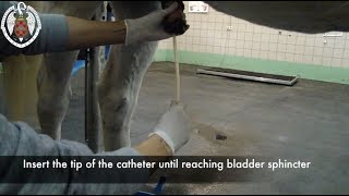 Urethral catheter placement in horses [upl. by Reena]