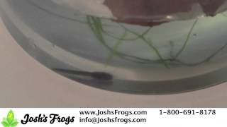 Dart Frog Tadpole Care Video [upl. by Ojeibbob126]