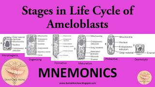 MNEMONICS  Amelogenesis  Stages of Ameloblasts [upl. by Alister]