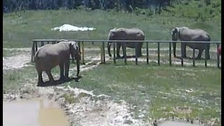 LIVE Elephant Sanctuary in Tennessee  The Dodo LIVE [upl. by Terrye]