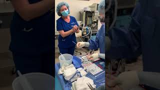 PreOperative Assessment – Anesthesiology  Lecturio [upl. by Halsey]