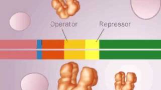 operon LAC [upl. by Nhepets568]