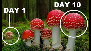 How Mushrooms Grow TIME LAPSE Compilation [upl. by Adnolor]