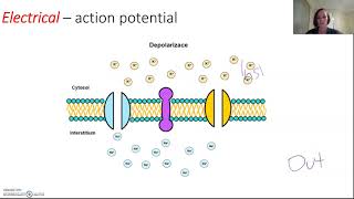 Signal transduction in neurones [upl. by Neomah]