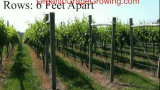 How to plant grapevines [upl. by Nahtad]