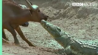 The Nile Crocodile vs Buffalo  Wild Africa  BBC Earth [upl. by End943]