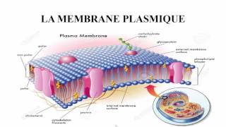 membrane plasmique [upl. by Maurilla586]