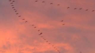 Sandhill Cranes in flight with call [upl. by Tlevesor759]