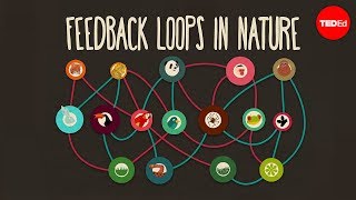 Feedback loops How nature gets its rhythms  AnjeMargriet Neutel [upl. by Everson607]