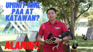 SABONG TIPS Mainit Na Paa at Katawan Ng Manok Sa Araw Ng Laban  Paano Ito Maiiwasan [upl. by Shayn479]