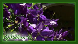 Clematis Collection  Volunteer Gardener [upl. by Eelanna496]