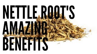 Nettle Root Benefits [upl. by Ahsatak]