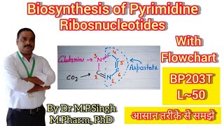 Biosynthesis of Pyrimidine Ribosnucleotides  UMP CTP dUMP dTMP  Biochemistry  BP203T  L50 [upl. by Airekahs]