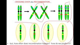 Lecture 9  Linkage Recombination and Mapping [upl. by Hamaso976]