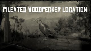 RDR2 Pileated Woodpecker Location SPAWN LOCATION [upl. by Yrian]