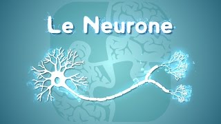 Neurolexique 1  Le Neurone [upl. by Cesare711]