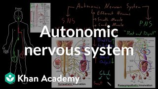 Autonomic nervous system  Organ Systems  MCAT  Khan Academy [upl. by Nahtanaj713]