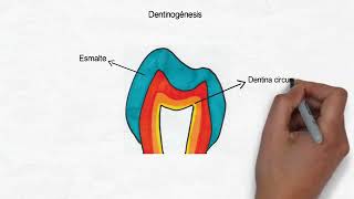 Amelogenesis y Dentinogenesis [upl. by Langelo]