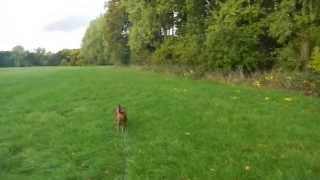 Epileptischer Anfall beim Gassigehen  Epileptic seizure during a dog walk [upl. by Zigrang21]