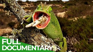 The Gorgeous Wildlife of the Mediterranean  Free Documentary Nature [upl. by Bernstein485]