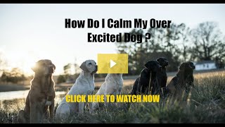 How to Calm an Over Excited Dog [upl. by Nnail110]