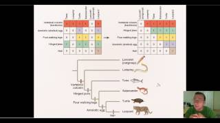 Using Probability amp Parsimony to Construct Phylogenic Trees [upl. by Mcnamee]