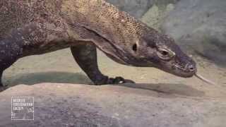 Komodo Dragons at the Bronx Zoo [upl. by Yesrod802]