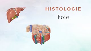 Histologie du Foie [upl. by Neilla972]